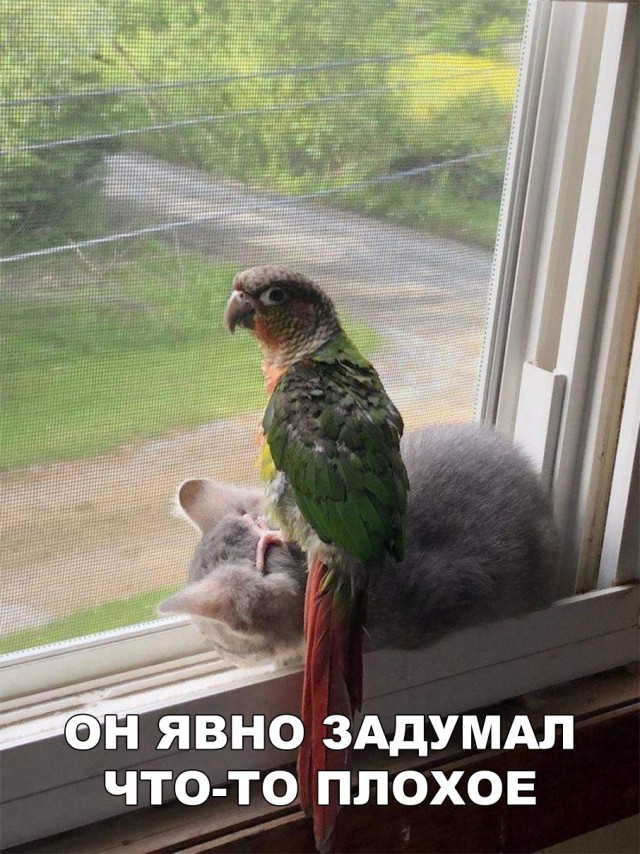 Нестандартный юмор
