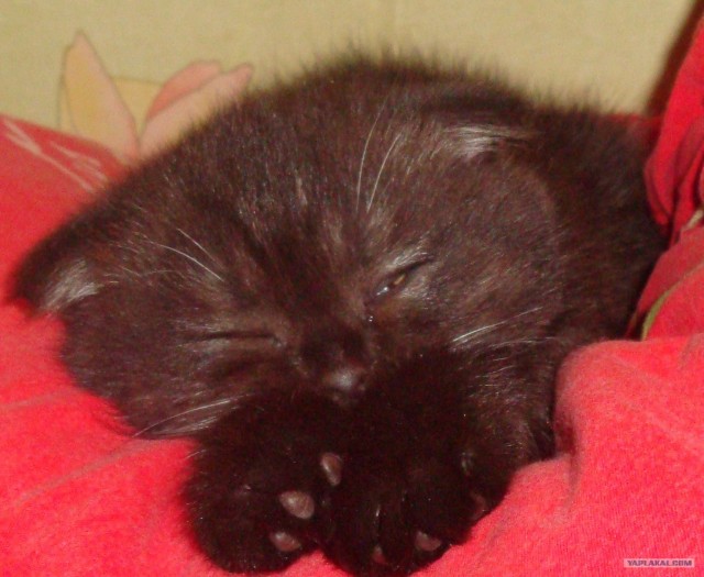 Котовторник - С праздником, котоводы!