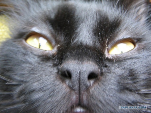 Начинаем котовторник!