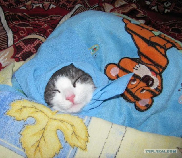 Первый котовторник июля