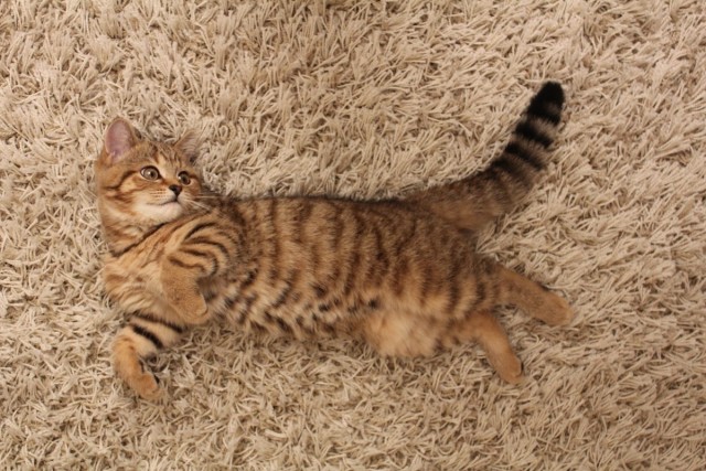 Супер-котофото на котовторник