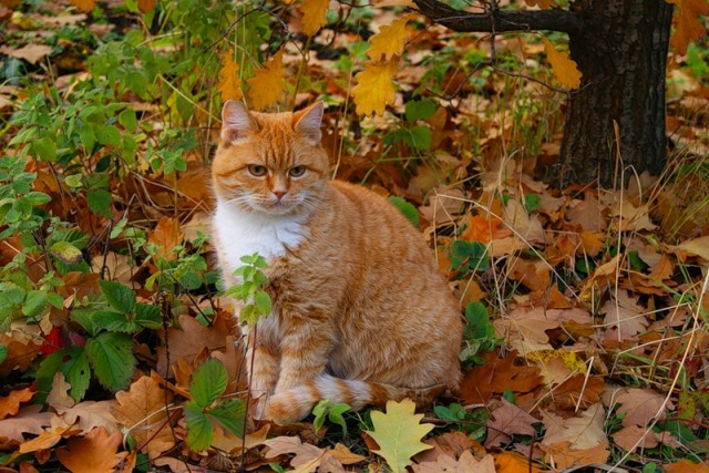 Котовторник (начало в супермаркете!)
