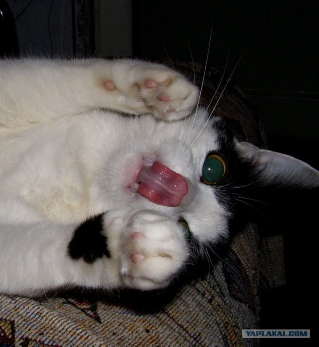 Котовторник (07.02.2012)