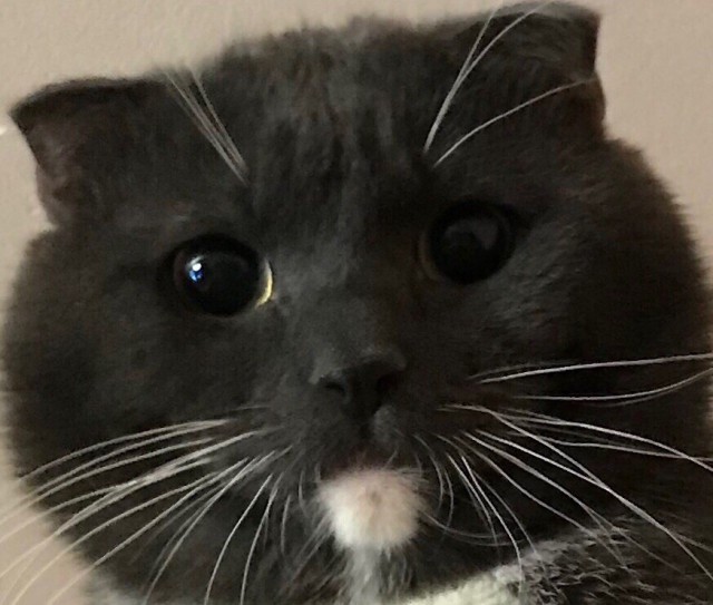 Немного милоты