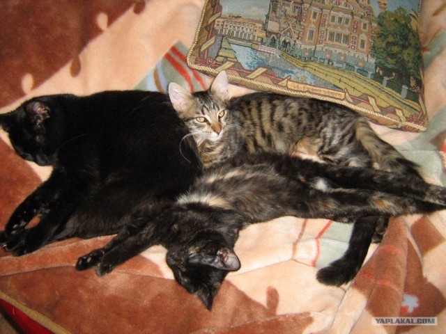 Котовторник 27.03.2012
