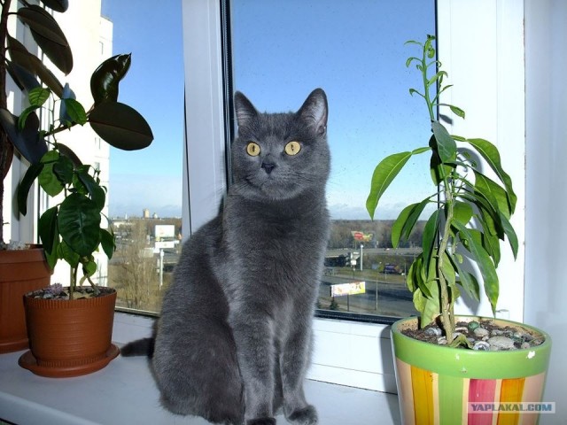 Котовторник 29.05.2012