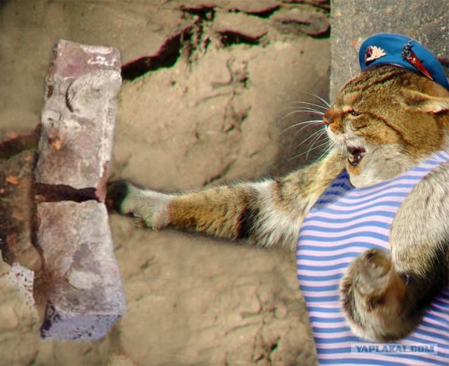 Котовторник 31.07.2012 г.