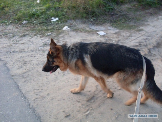 Собакочетверг!