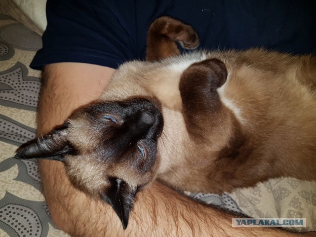 Котовторник 18.06.2019
