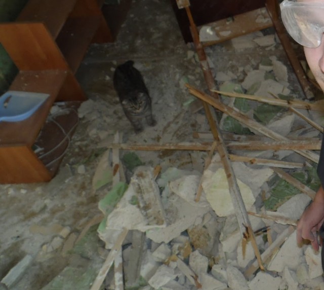 Девять причин, почему вам срочно надо завести кота