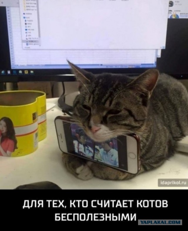 Бредзона в картинках