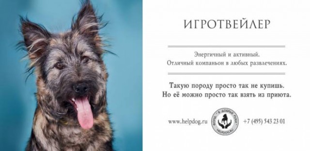 Социалка для приюта