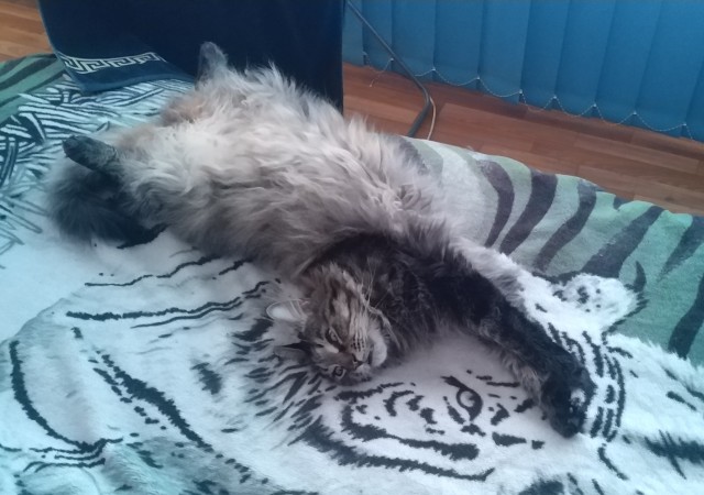 Ударим котовторником по корановирсу