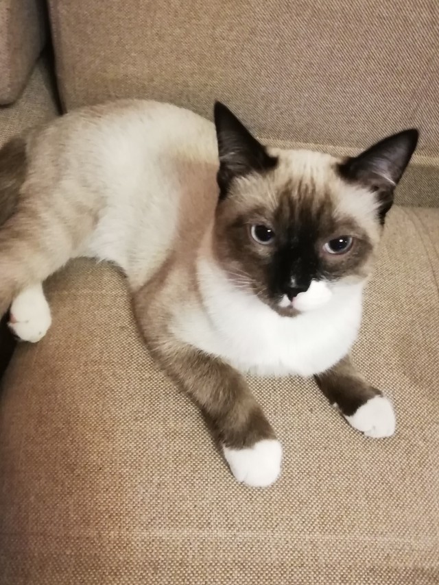 Котейка. Позитива пост. Эволюция?