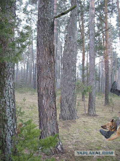 Фотожаба: Охотник и его верный пес