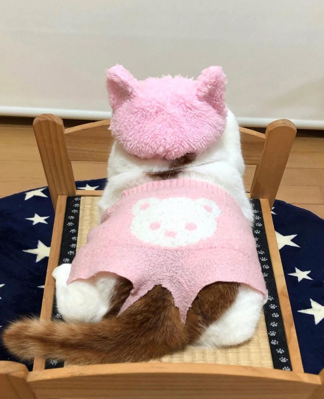 Эти забавные животные