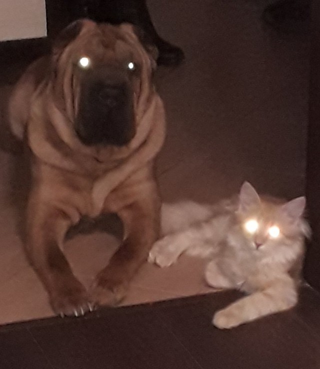 Котовторнику быть!