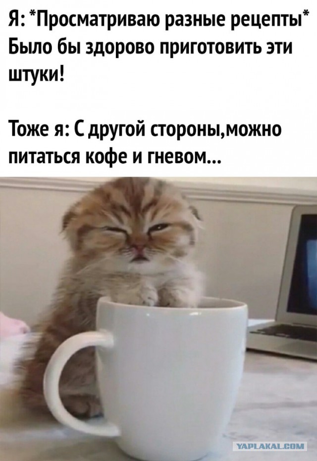 Свинегрет: картинки, надписи и прочее на 20.02.21 или №30