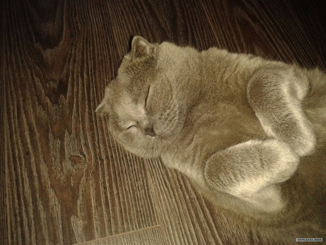 Шотландский вислоухий просится на обнимашки