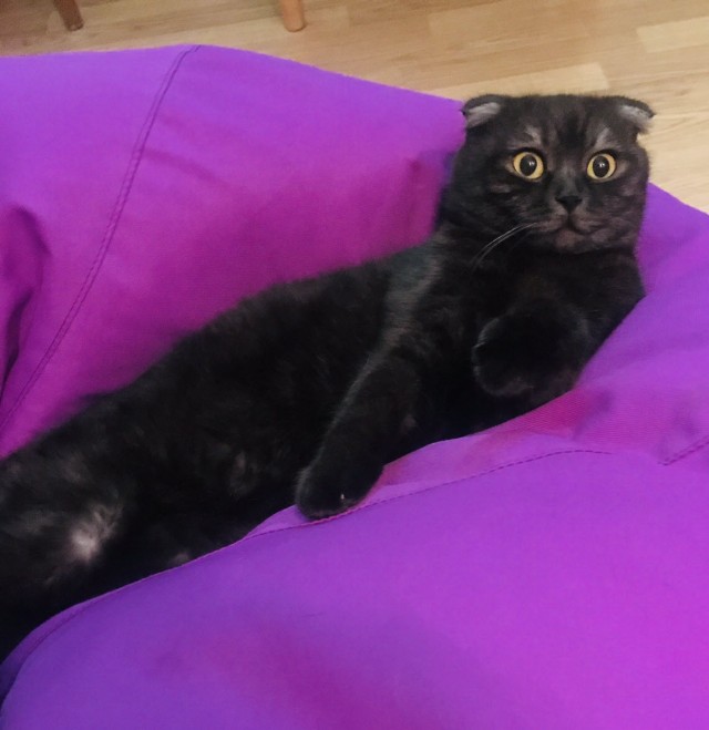 Вторник. Кото-вторник...