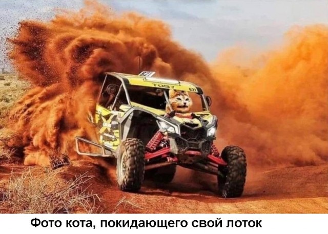 Весёлый полтишок 30.06.2021