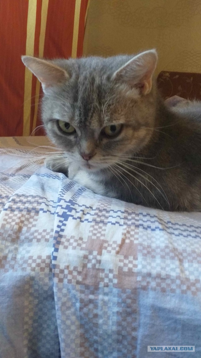Мой самый первый КОТовторник!