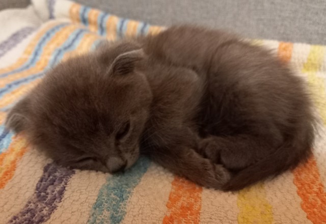 Личинка котэ