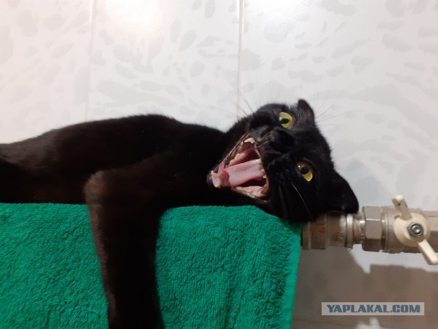 Процесс зевания котичка поэтапно: