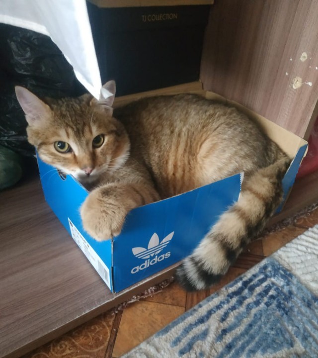 Котовторник 25.01.22