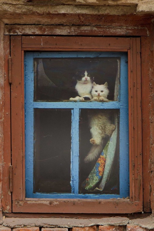 Забавные и милые котейки