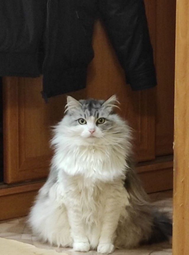 Котовторник. Королева помойки