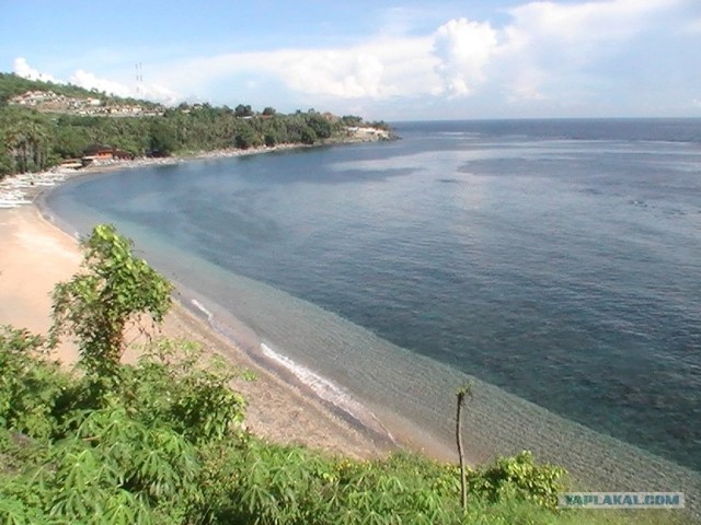 Они живут только 40 лет
