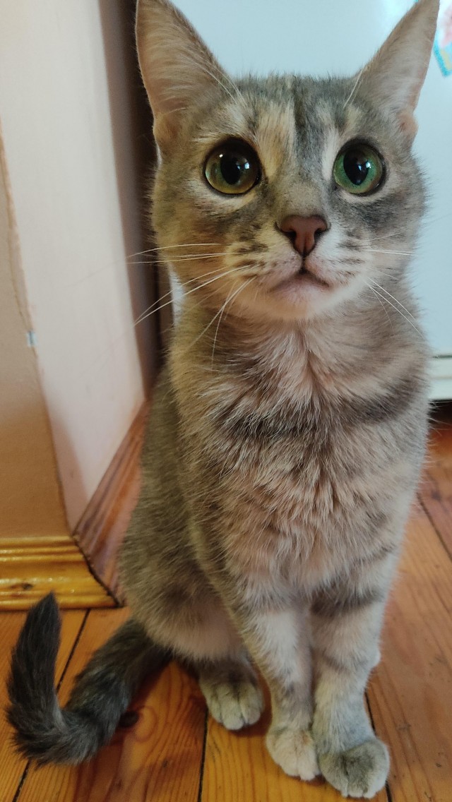 Мой котовторник