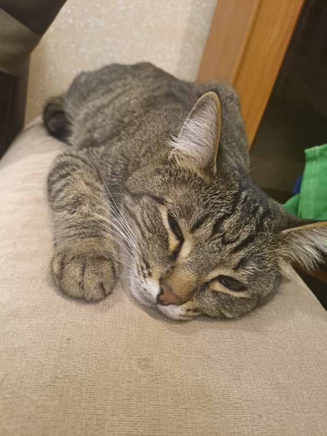 Мой котовторник