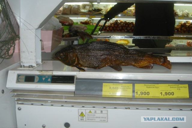 В Монголию на мотоциклах 2006