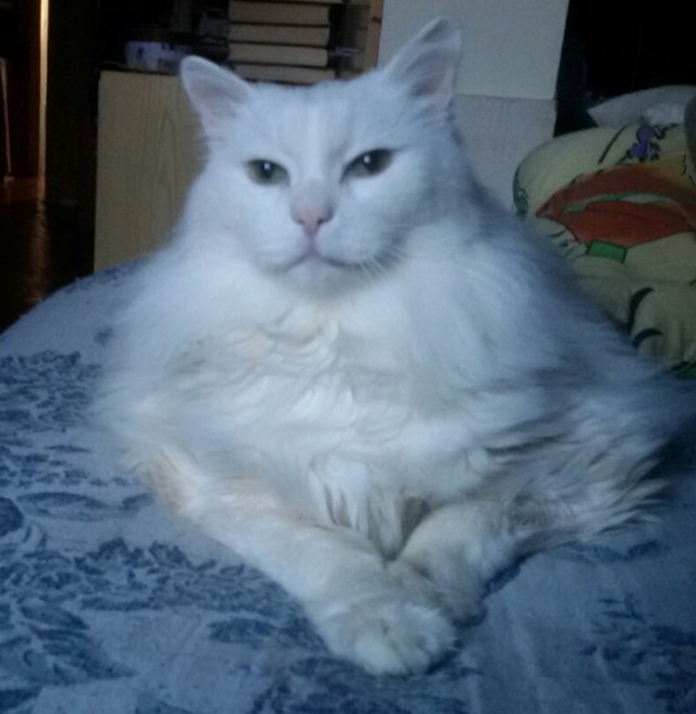 Котовторнику посвящается