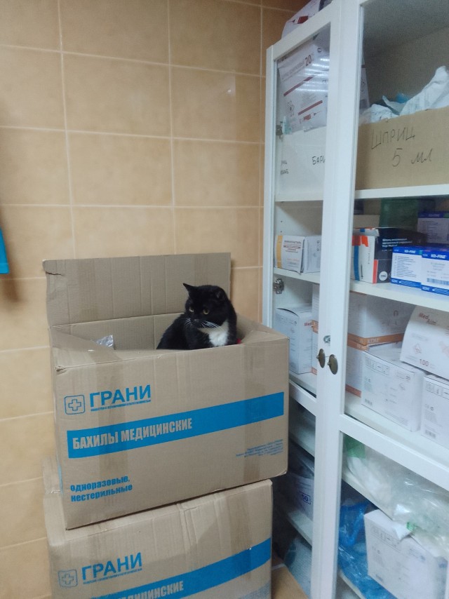 История одного котенка