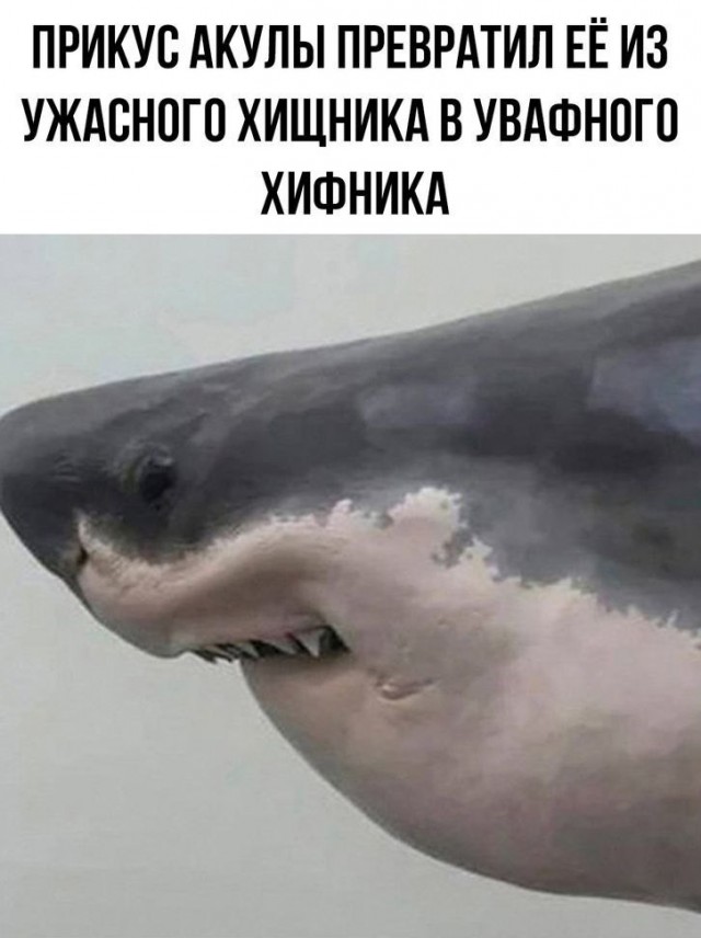 Акула хвастается зубами