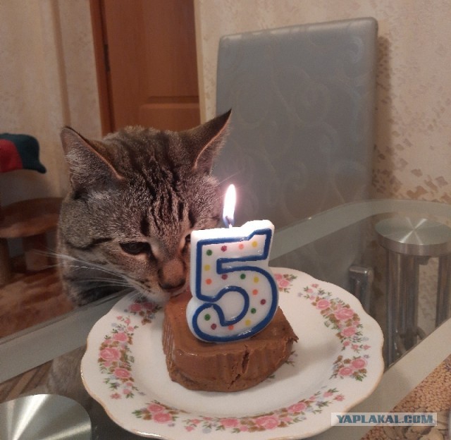 Коты - мастера на все лапы