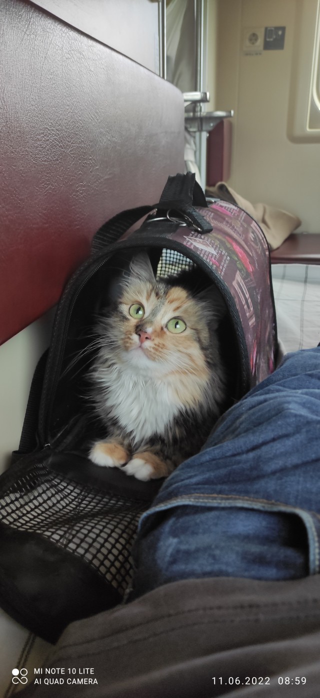 На поезде с кошариком