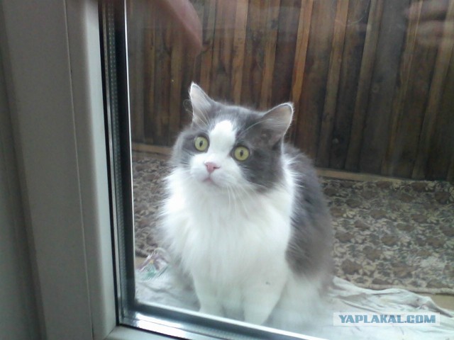 Котовторник 09.04.2013