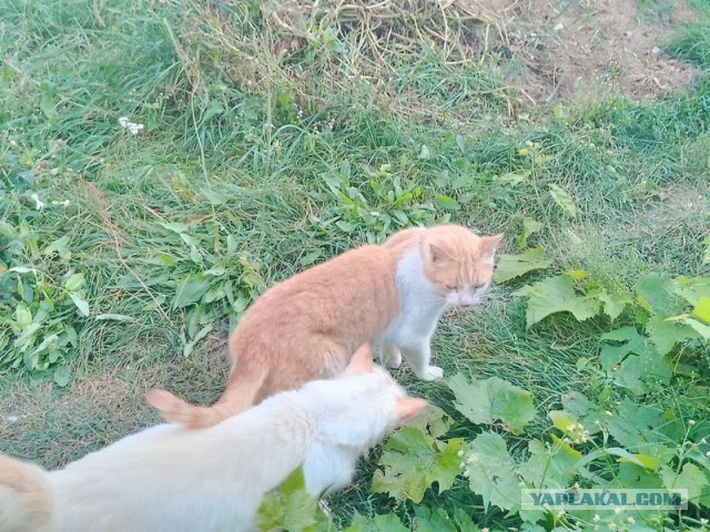 Жизнь домашнего приюта для котеек 462