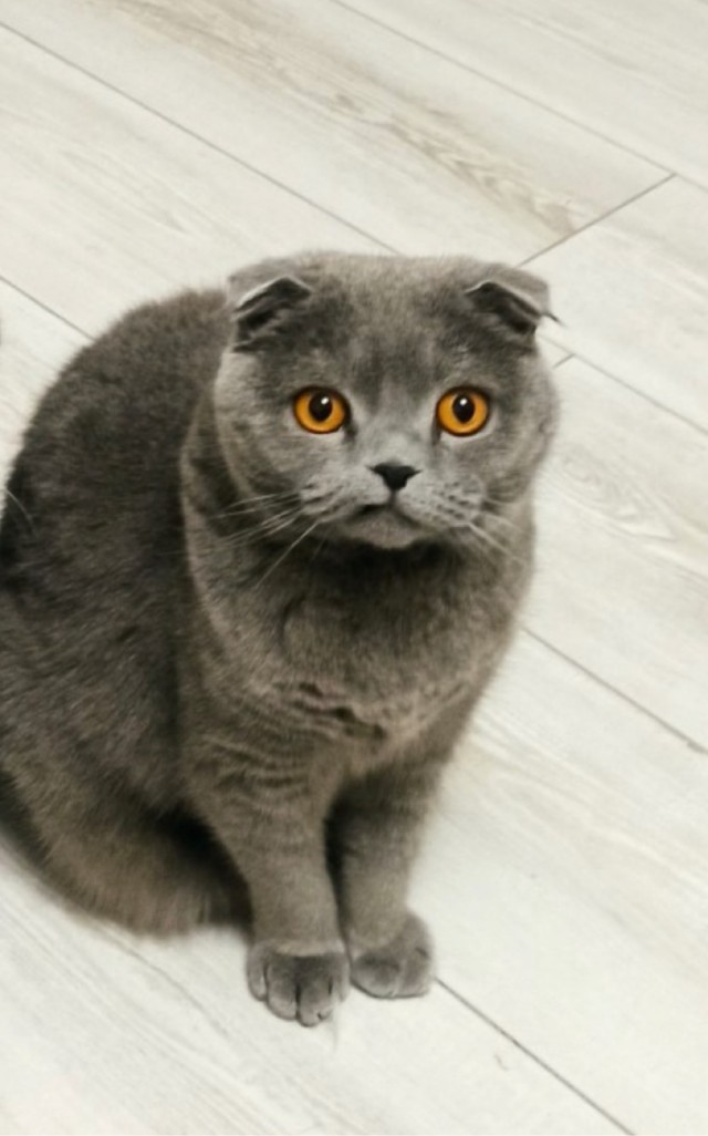 Без вины виноват