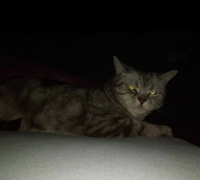 Юбилей кота 09.ХII.2013