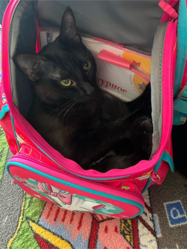 Котовторник 09.04.24