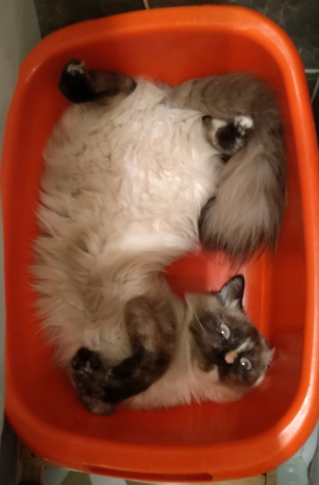 Граждане рабы, в где тема с котовторником?
