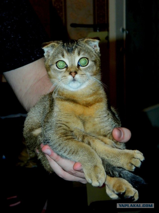 Редчайший английский кот - один на 400 тысяч!