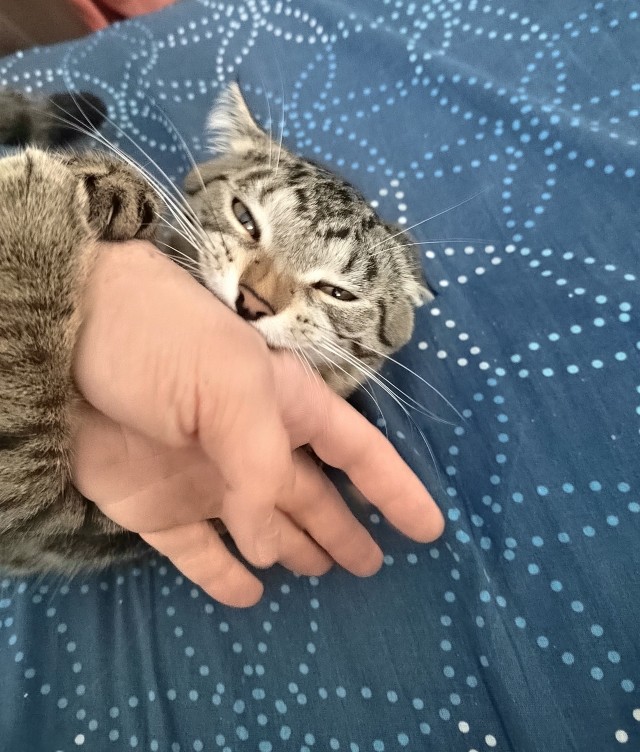 Котовторник