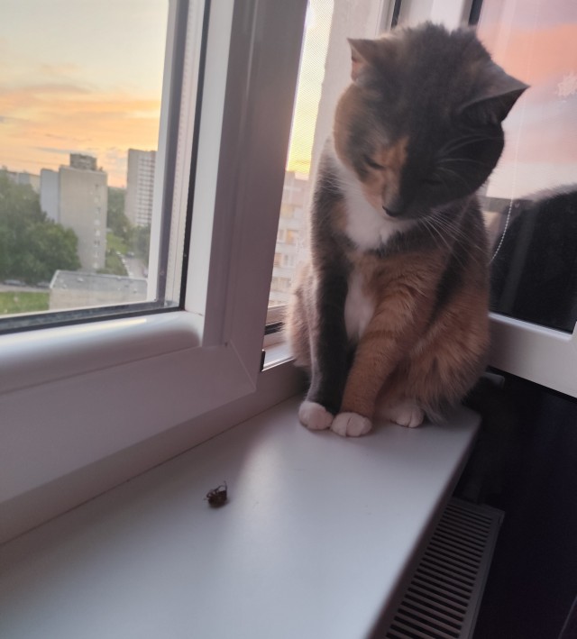 Котовторник!