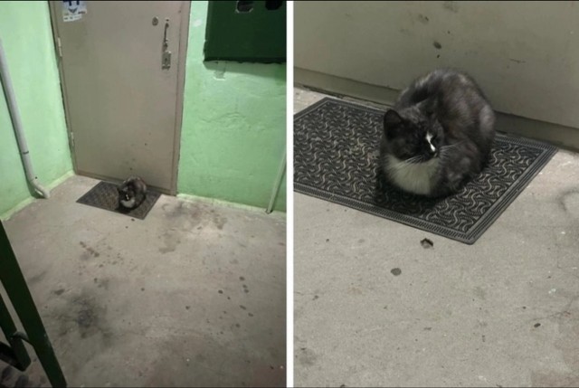 «Он приходит к квартире и сидит»: в Прикамье семья переехала в Москву, а их 12-летний кот целое лето жил в подъезде